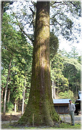 画像:清水八坂神社のスギ(幹と並ぶ)