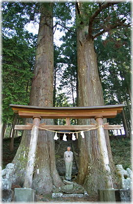 画像:桑の川の大杉(幹と並ぶ)