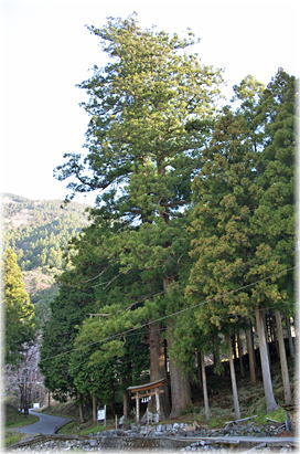 画像:桑の川の大杉(全景)