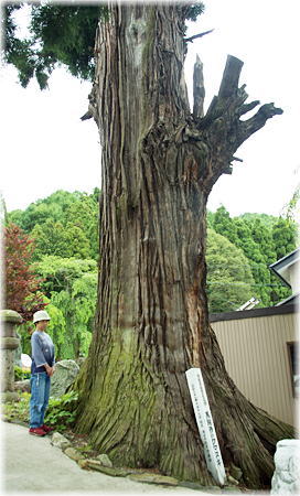 画像:万竜寺のクマスギ(幹と並ぶ)