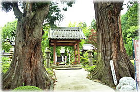 画像:万竜寺のクマスギ