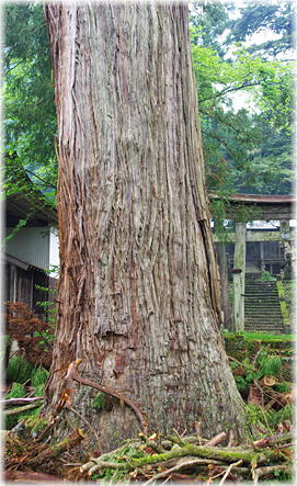 画像:松尾寺のスギ