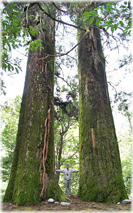 画像:南川河内神社の夫婦杉(幹と並ぶ)