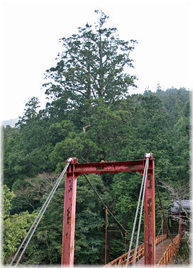 画像:南川河内神社の夫婦杉(遠景)