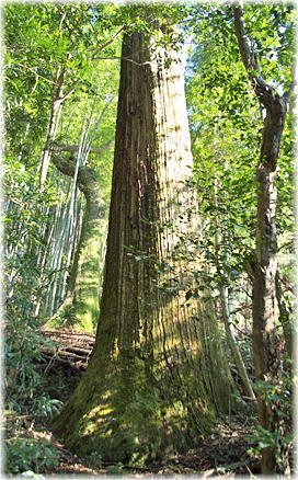 画像:水口神社のスギ