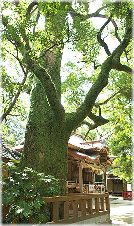 画像:御勢大霊石神社のクスノキ