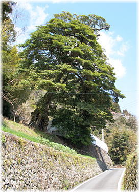 画像:宮分のタブノキ(全景)