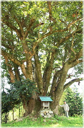 上村家のタブの木 タブノキ