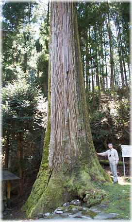 画像:河内八所神社の大杉(幹と並ぶ)