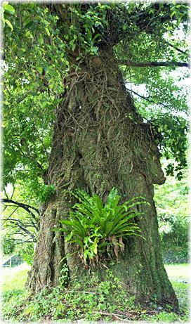 �摜�F��R�_�Ђ̃A�R�E