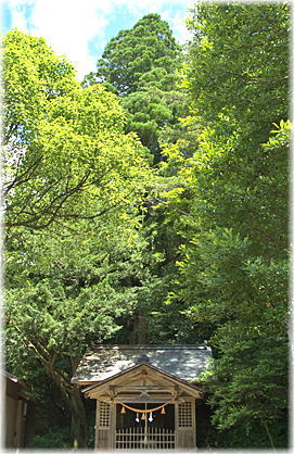 画像:諸塚神社のスギ_1
