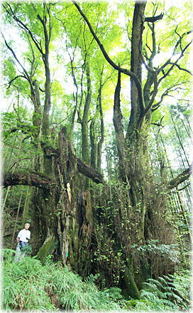 画像:諸和久のカツラ(幹と並ぶ)