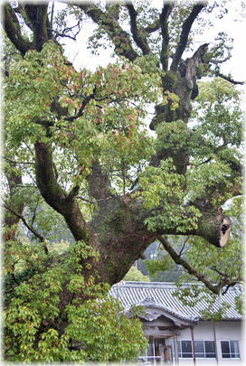 画像:牟岐町八幡神社のクスノキ