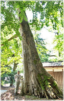 画像:国津神社のムクノキ(幹と並ぶ)