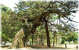 画像:恩徳寺の結びイブキ_2