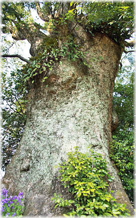 画像:永野の大楠