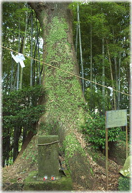 画像:永田神社のクスノキ_1