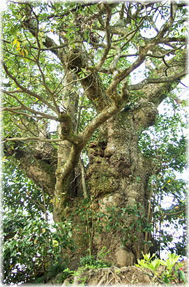 �摜�F�������̃^�u�m�L