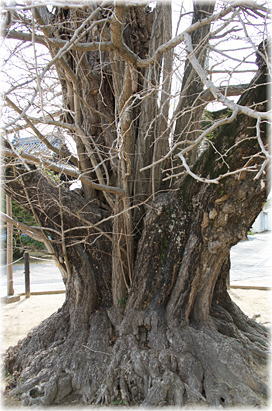 画像:長谷寺のオハツキイチョウ