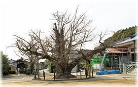 画像:長谷寺のオハツキイチョウ(全景)