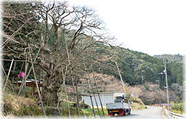 画像:仁井田のヒロハチシャノキ_2