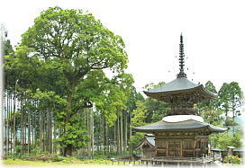 画像:邇々杵神社のツクバネガシ(全景)