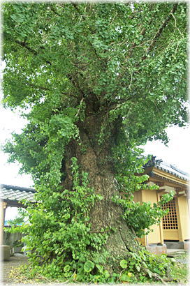画像:如意寺のイチョウ