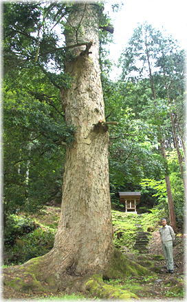 画像:金峰神社のモミ(幹と並ぶ)