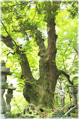 画像:小原井のトチノキ(幹と並ぶ)