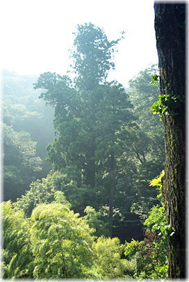 画像:狗留孫山修禅寺一本杉(遠景)