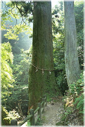 画像:狗留孫山修禅寺一本杉