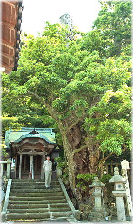 画像:小川神社のカゴノキ(幹と並ぶ)