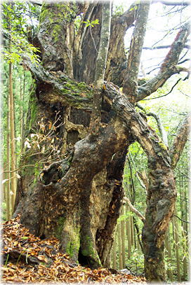 画像:大岩神社のアカガシ