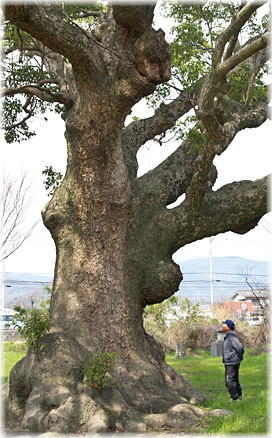 画像:大地神社のクスノキ(幹と並ぶ)