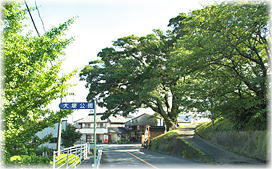 画像:大堰神社の榎(遠景)