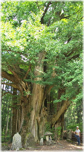 画像:八所神社のイチョウ(幹と並ぶ)