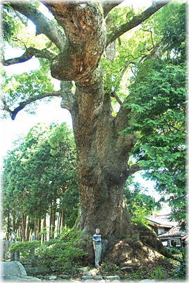 画像:白角折神社の楠(幹と並ぶ)