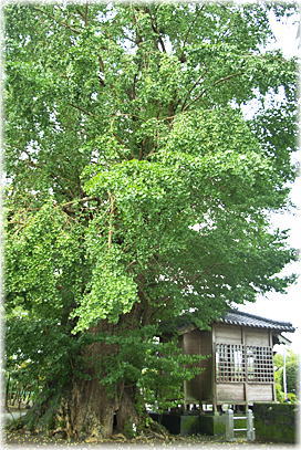 画像:麟祥院のイチョウ