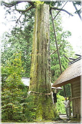画像:龍灯の杉A(幹と並ぶ)