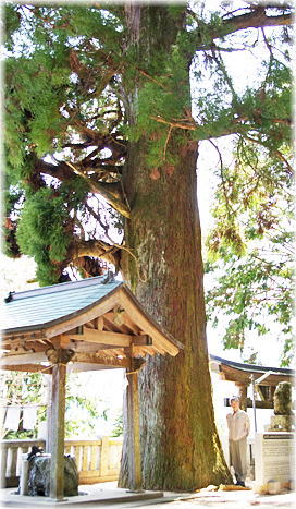 画像:左手宮八幡神社のスギ(幹と並ぶ)