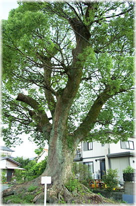 画像:幸津町のクスノキ