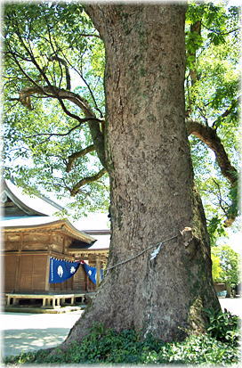 画像:境原若宮神社のクスノキA