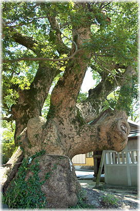 画像:境原若宮神社のクスノキB