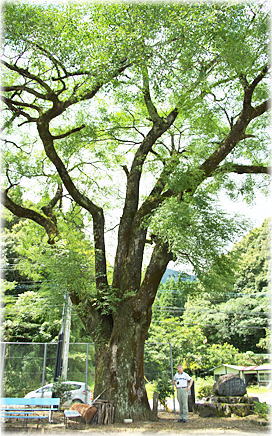 画像:坂本のセンダン(幹と並ぶ)