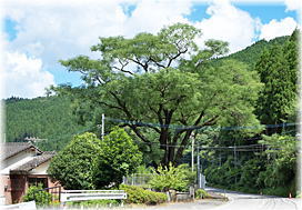 画像:坂本のセンダン(全景)