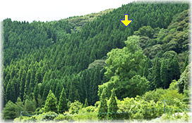 画像:去川のイチョウ(遠景)