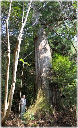 画像:島星神社の大杉(幹と並ぶ)