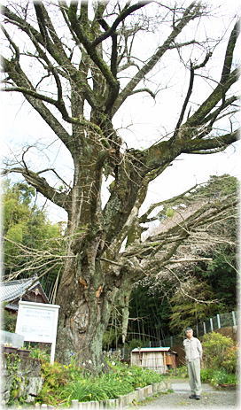 画像:光明寺のイチョウ(幹と並ぶ)