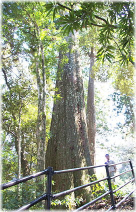 画像:下名野川二所神社のスギ(幹と並ぶ)