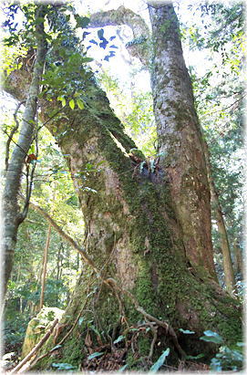 画像:下名野川二所神社のトチノキ